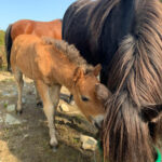 My little kerry bog ponies