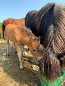 My little kerry bog ponies
