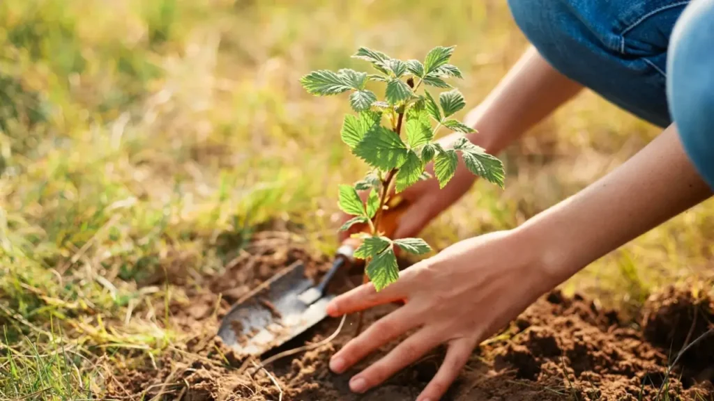 7 Perennial Crops to Plant in May 7 Perennial Crops to Plant in May