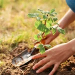 7 Perennial Crops to Plant in May