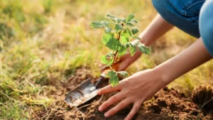 7 Perennial Crops to Plant in May