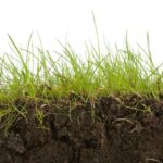 Soil Decomposition – Agriculture Dictionary