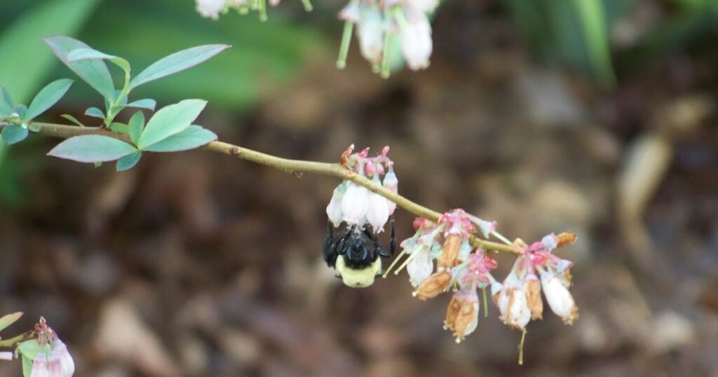 Spring In The Garden 2022 Spring In The Garden 2022