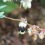 Spring In The Garden 2022