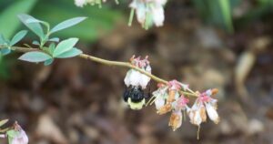 Spring In The Garden 2022