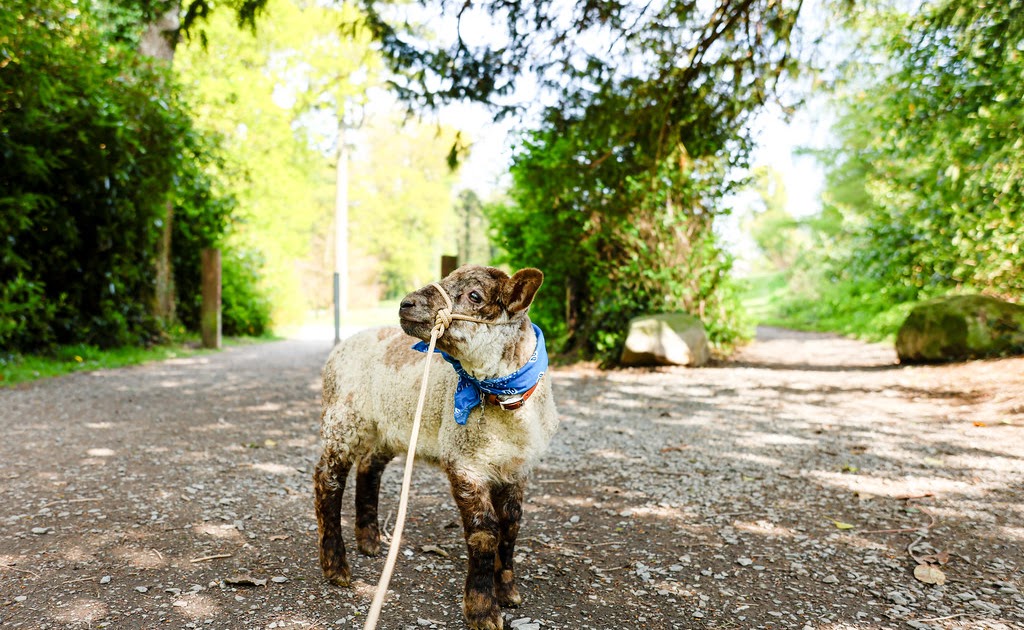 Billy Goes to Castlewellan Forest Park Billy Goes to Castlewellan Forest Park