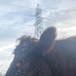 30) farmingGeorge’s Fobbing Farm Update: Soggy