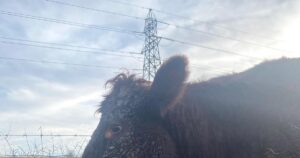 30) farmingGeorge’s Fobbing Farm Update: Soggy