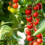 9 Prize-Winning Tomatoes to Plant in June