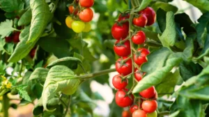 9 Prize-Winning Tomatoes to Plant in June