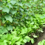 3 Trap Crops You Should Plant in June