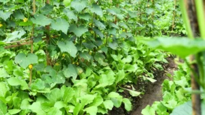 3 Trap Crops You Should Plant in June